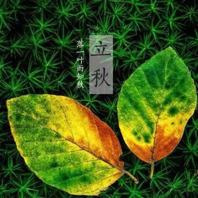 秋天了，这六种 天下第一的东东要大胆吃 素食养生 第1张