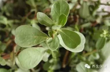 田间地头随处可见的马齿苋妙用 素食养生 第3张
