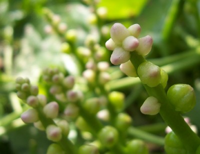 素食能抗癌！推荐5种蔬菜治疗多种癌症 素食养生 第1张