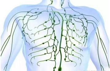 身上三处淋巴,决定了90%的疾病?生物电帮忙解决这难题。 DDS生物电手册 第2张 身上三处淋巴,决定了90%的疾病?生物电帮忙解决这难题。 DDS生物电手册 第2张