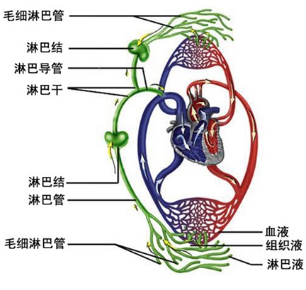 身上三处淋巴,决定了90%的疾病?生物电帮忙解决这难题。 DDS生物电手册 第1张 身上三处淋巴,决定了90%的疾病?生物电帮忙解决这难题。 DDS生物电手册 第1张