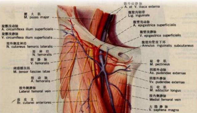 中医生物电调理腹股沟，多种妇科疾病再无忧！ DDS生物电手册 第1张
