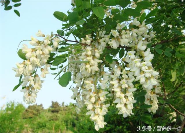湿气重的人，用这种农村花茶泡水喝，祛湿排毒 养生之道 第1张