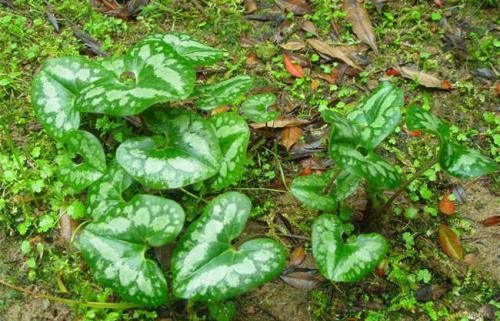 土里开花这野草不开花，叶子自带香气 素食养生 第1张