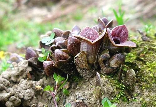 土里开花这野草不开花，叶子自带香气 素食养生 第2张
